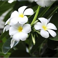 White Frangipani